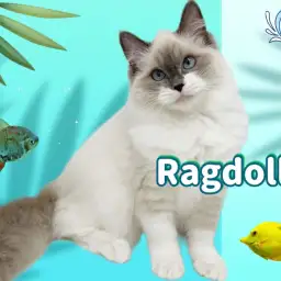 【 ラグドール 】抜群の癒し効果とただならぬ気品を持つ生後5ヶ月ラグにゃん