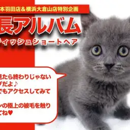 【 ブリティッシュショートヘア 】美しいベルベットコート！！ブリちゃんの成長日記