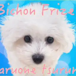 【 ビションフリーゼ 】入店から1か月後の成長記!