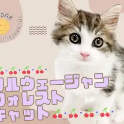 【 ノルウェージャンフォレストキャット 】No.1カラーの被毛に包まれた美男子!