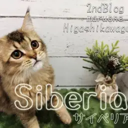 【 サイベリアン 】生後5ヶ月のサイべちゃん、魅力的なレディへと急成長!