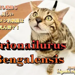 【 ベンガル 】顔も模様も美。イケメンヒョウ柄猫の意外過ぎる甘えん坊具合に注目!