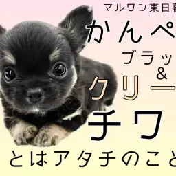 【 チワワ 】見た目も愛嬌も完璧なブラック&クリームチワワはアタチのこと!