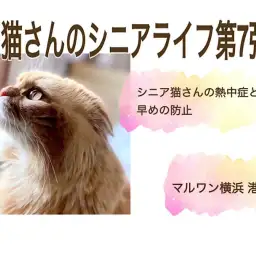 【 お役立て情報 】シニア猫さんの熱中症と早めの夏バテ防止