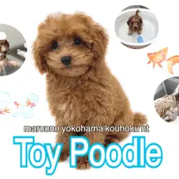 【 トイ・プードル 】トイプー君とシャンプーの仕方をマスターしよう!