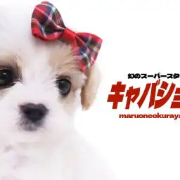 【 キャバション 】HP公開わずか5分でお問い合わせ殺到！幻のスーパースター！