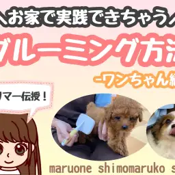 【 お手入れレクチャー 】トリマーが教えるお家で実践できるグルーミング方法!犬編