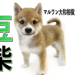 【 豆柴 】生後2ヶ月で体重805g！小さくて元気いっぱい！毛色は人気の赤色！