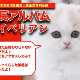 【 サイベリアン 】猫アレルギーの方必見!史上最強のプリンスちゃんの成長記