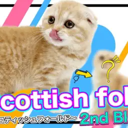 【 スコティッシュフォールド 】生後4ヶ月を迎えた愛されキャットのその後に注目!