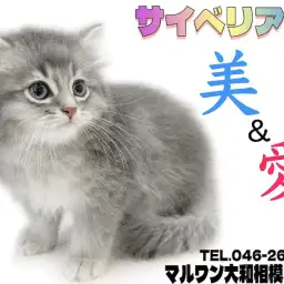 【 サイベリアン 】美しさと愛らしさを兼ね揃えた究極の癒し系!温和な性格もイイ!