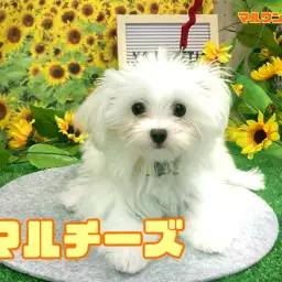 【 マルチーズ 】お外デビューもお友達作りも順調！天才ワンコはマルちゃんのこと！