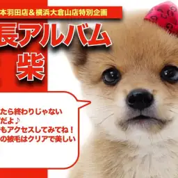 【 豆柴 】長いまつ毛がとってもキュート!豆柴ちゃんの成長日記