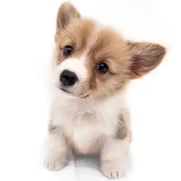 ウェルシュコーギーペンブローク