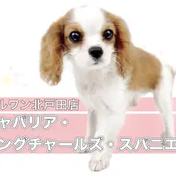 【 キャバリア 】王道ブレンハイム!お上品なベビーフェイスのお嬢様!!