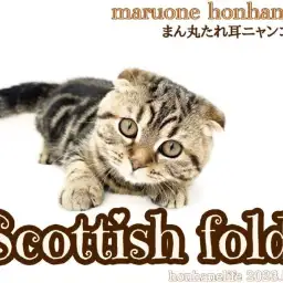 【 8/23本羽にゃんライフ 】お耳がいつもかくれんぼ!スコティッシュフォールド