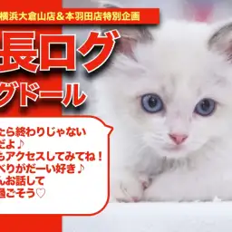 【 ラグちゃんの成長アルバム 】お話好きな甘えん坊ラグドールちゃんの成長期!