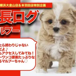 【 マルプーちゃんの成長アルバム 】美しいアプリコットマルプーちゃんの成長期!