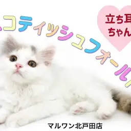 【 スコティッシュフォールド 】希少!激レアカラーのたち耳美人にゃんこ!