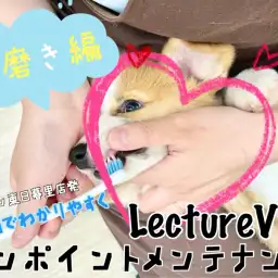 【 レクチャーvlog 】東日暮里店発動画でワンポイントレクチャー！犬の歯磨き編