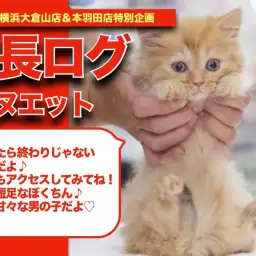 【 ミヌエットちゃんの成長アルバム 】茶トラの短足甘えんBOY!ミヌエットちゃんの成長期!