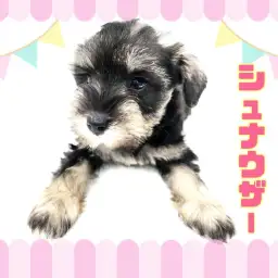 【 ミニチュアシュナウザー 】賢さ抜群!お手入れラクチン!のんびりわんこ!