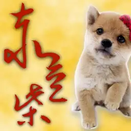 【 豆柴 】両親体重5.5kg!赤白ツートンの美しき小さなイケメン登場!