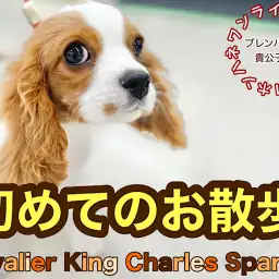 【 本羽わんライフ 】記念すべき第一歩！キャバリアちゃんのお散歩デビュー！