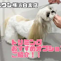 【 白楽店トリミング 】利用者大絶賛！大人気のおすすめオプションご紹介