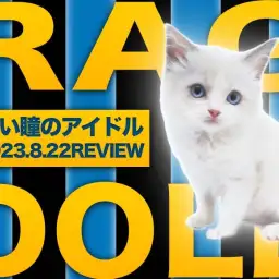 【 ラグドール 】無敵なるブルーの瞳!大倉山店の美しすぎるアイドルお嬢様!