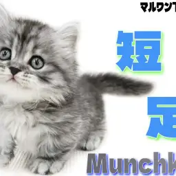 【 マンチカン 】ギャップが可愛すぎる！短足タイプのキングオブ・マンチカン降臨！