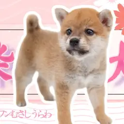 【 赤柴 】白いほっぺがやさしい印象のしばちゃん!むちコロボディは期間限定