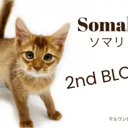 【 ソマリ 】再レビュー!可愛くより温厚、飼い易さ120%の優等生に育ちました♪