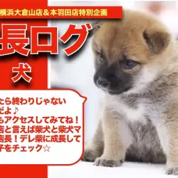 【 しばこの成長アルバム 】大倉山店の看板犬種!柴犬しばこちゃんの成長記!