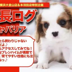 【 キャバリンの成長アルバム 】丸顔で短めなマズルのキャバリンの成長記!