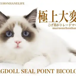 【 8/21本羽にゃんライフ 】濃いめのこげ茶出現!シールポイントラグドール!