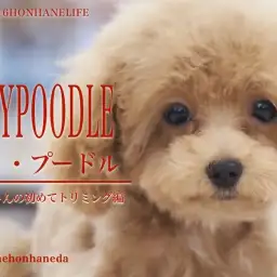 【 8/16本羽わんライフ 】トイプードルのぷーちゃんのパピーカット！