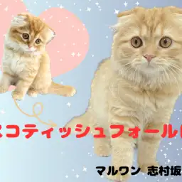 【 スコティッシュフォールド 】セカンドブログ！見事に成長した折れ耳プリンス♪
