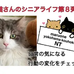 【 お役立て情報 】シニア猫さんの日常の気になるあれこれ