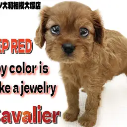 【 キャバリア 】宝石の様に美しいルビーの毛色を持つ、お上品だけど愛らしい女の子