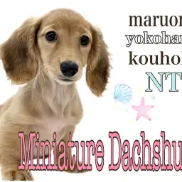 【 ミニチュア・ダックスフント 】大らか短足女子、だっちゃんの生後3ヶ月
