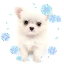 【 チワワ 】もっちり癒し系!シロクマチワワがやってきた!