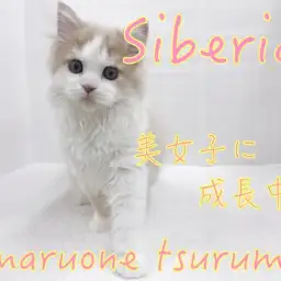 【 サイベリアン 】生後3ヶ月!癒し系美人さんに成長中!