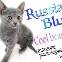 【 ロシアンブルー 】美しきルックスと遊び好きで人との触れ合いが好きな性格がイイ