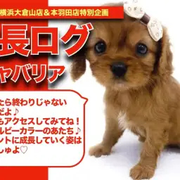 【 キャバリアちゃんの成長アルバム 】美しいルビーコートのキャバリアちゃんの成長期!