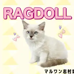 【 ラグドール 】誰しもが心を奪われる?青く美しい瞳のラグドールの女の子♪