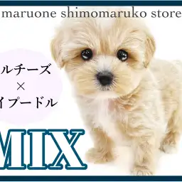 【 MIX 】これぞトップクラスの可愛さ！優しい色合いと穏やかな性格のマルプー