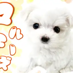 【 マルチーズ 】純白のベールを纏った小さな天使！
