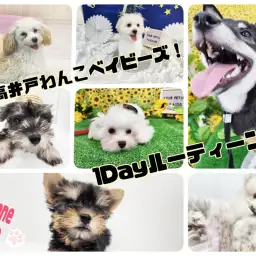 【 1Dayルーティーン 】高井戸わんこベイビーズの1日をご紹介！