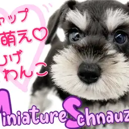 【 ミニチュアシュナウザー 】賢さと愛嬌を持つ、ギャップ萌えなおひげわんこ！